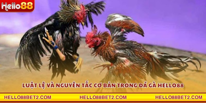 Đá gà Hello88 - Giải trí đỉnh cao với tỷ lệ thưởng hấp dẫn - Devix