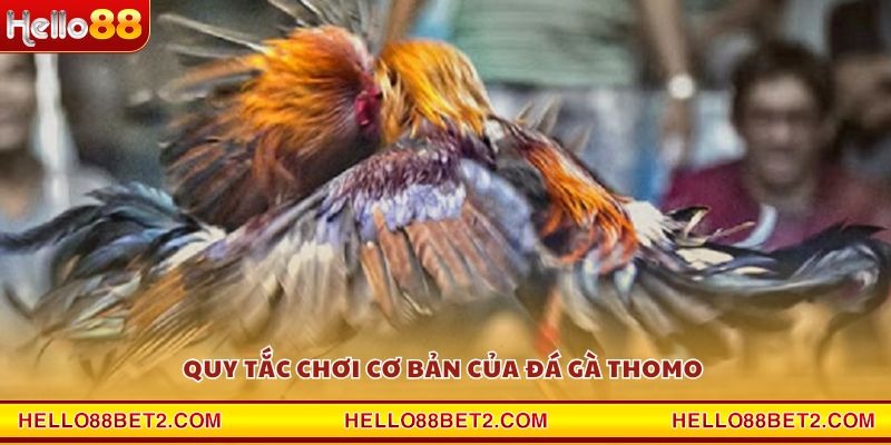Đá gà Thomo Hello88 - Sân chơi đẳng cấp cho dân mê gà chiến - Devix