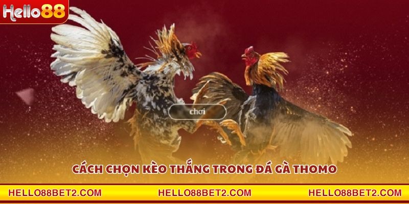 Đá gà Thomo Hello88 - Sân chơi đẳng cấp cho dân mê gà chiến - Devix