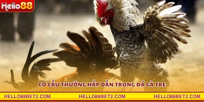 Đá gà Tre Hello88 - Nơi quy tụ những trận đấu kịch tính nhất - Devix