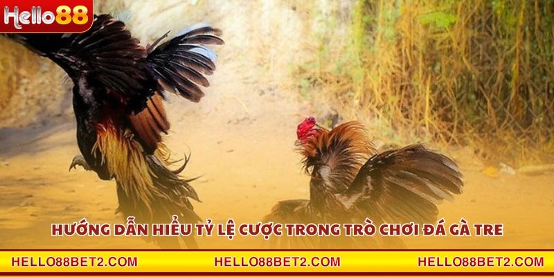 Đá gà Tre Hello88 - Nơi quy tụ những trận đấu kịch tính nhất - Devix