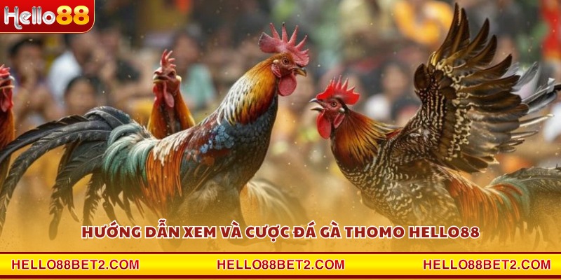Đá gà trường Thomo Hello88 - Cảm giác chân thực từng pha đấu - Hello88 - Devix