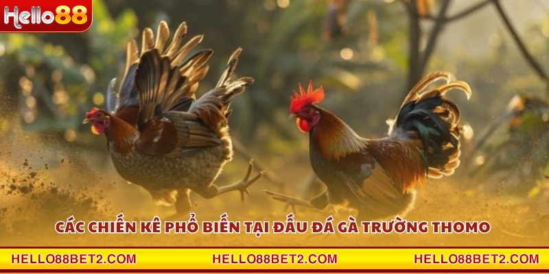 Đá gà trường Thomo Hello88 - Cảm giác chân thực từng pha đấu - Hello88 - Devix