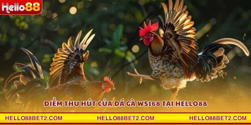 Đá gà WS168 Hello88 - Mãn nhãn từng pha ra đòn dứt điểm - Devix