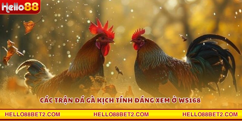 Đá gà WS168 Hello88 - Mãn nhãn từng pha ra đòn dứt điểm - Devix