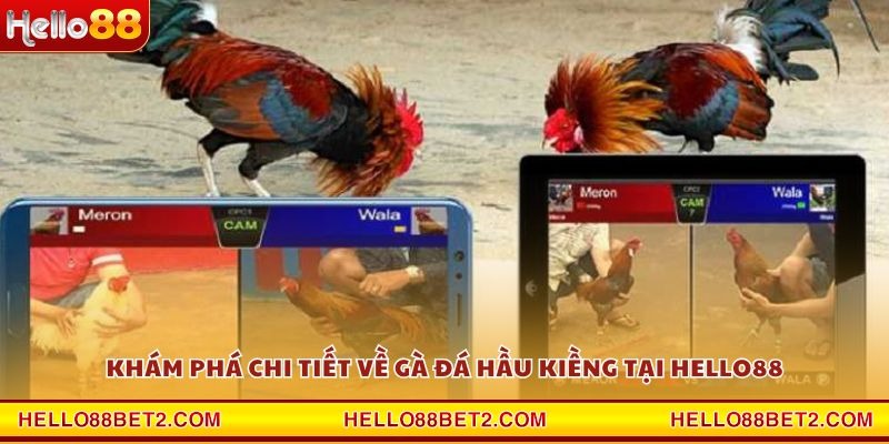 Gà đá hầu kiềng Hello88 - Chiến thuật hạ gục đối thủ trong tích tắc - Devix