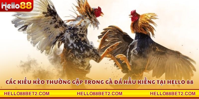 Gà đá hầu kiềng Hello88 - Chiến thuật hạ gục đối thủ trong tích tắc - Devix