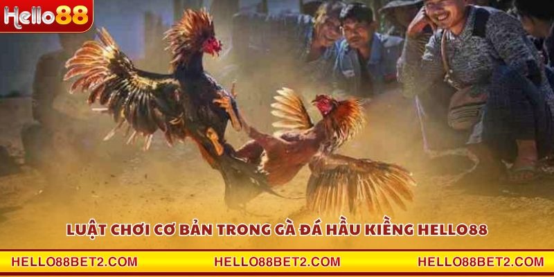 Gà đá hầu kiềng Hello88 - Chiến thuật hạ gục đối thủ trong tích tắc - Devix